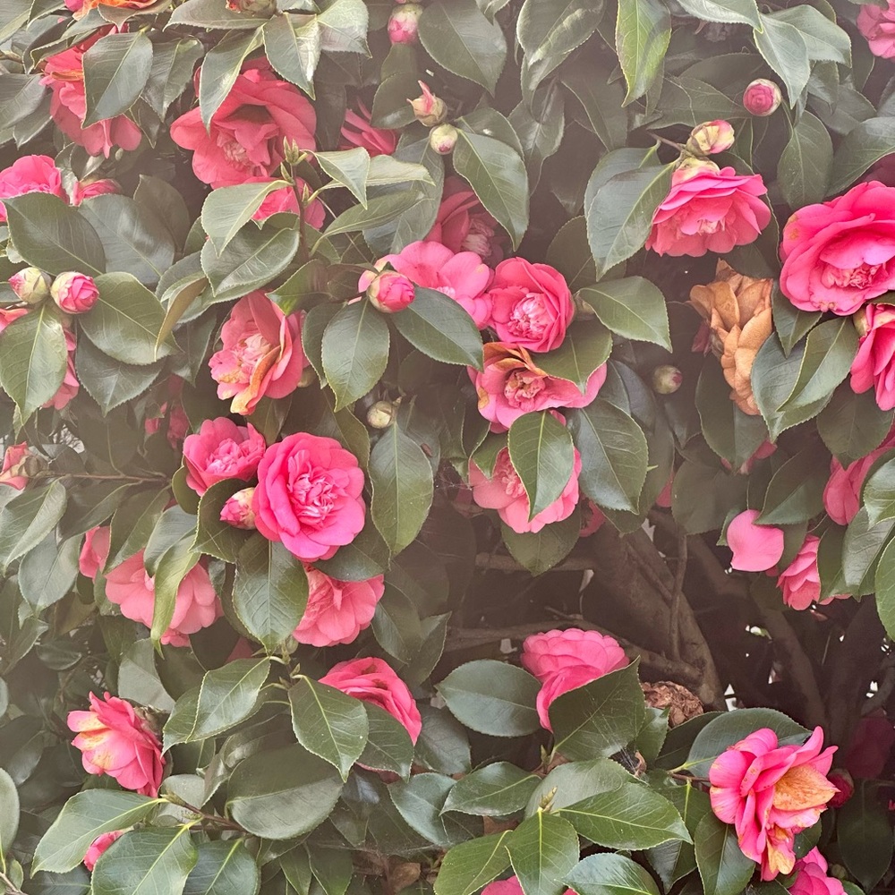 Meet your Posher, Isabella